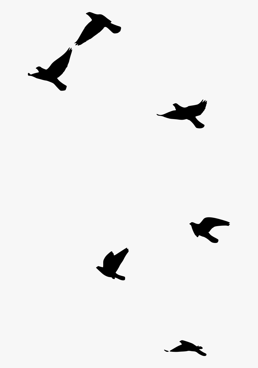 8 Bird Silhouette, HD Png Download