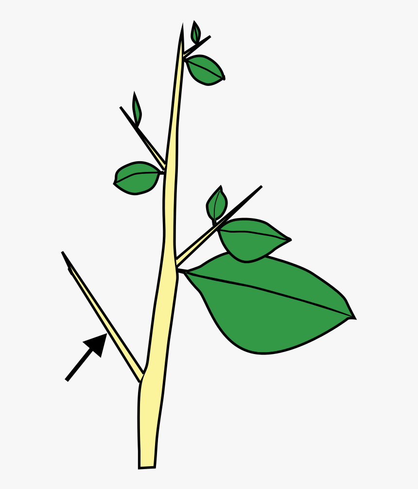 Stem Morphology Type Thorn, HD Png Download