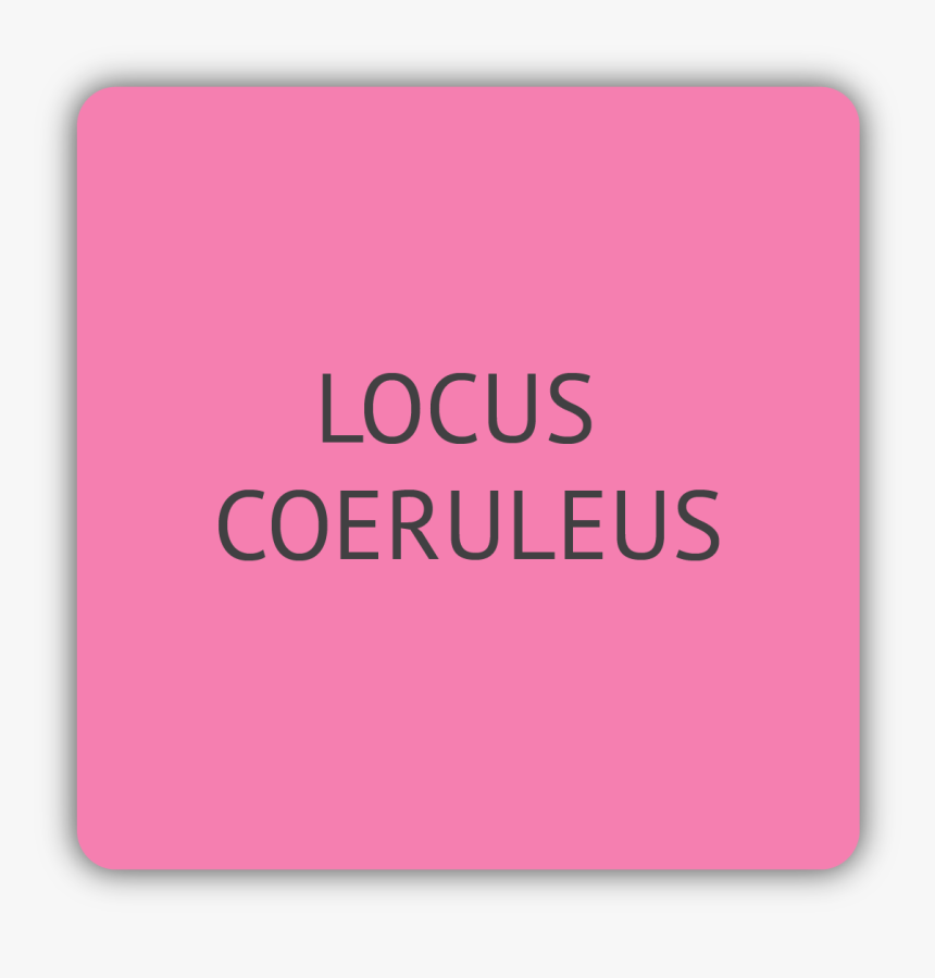 Locus Coeruleus, HD Png Download