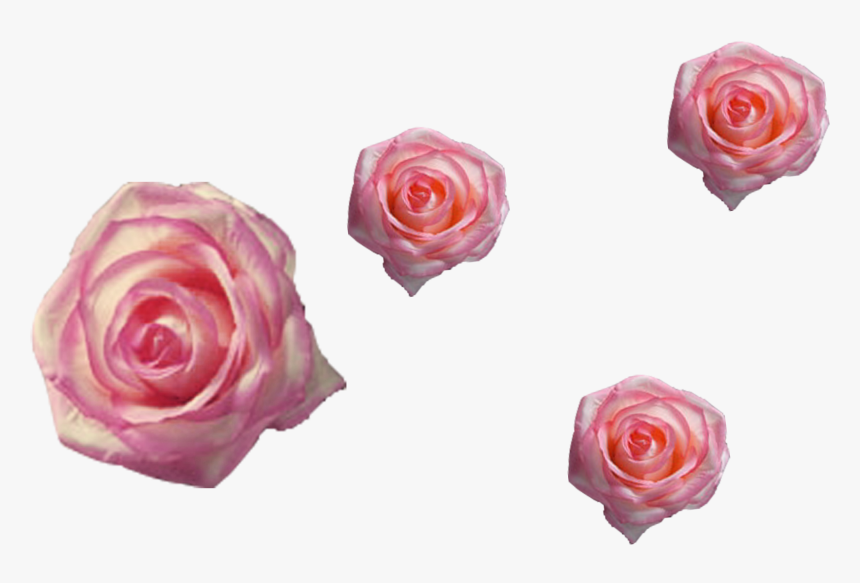 Garden Roses, HD Png Download