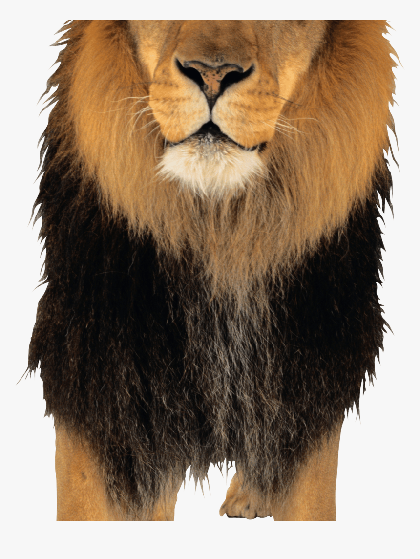 Lion Png Image, Transparent Png - اسد Png, Png Download