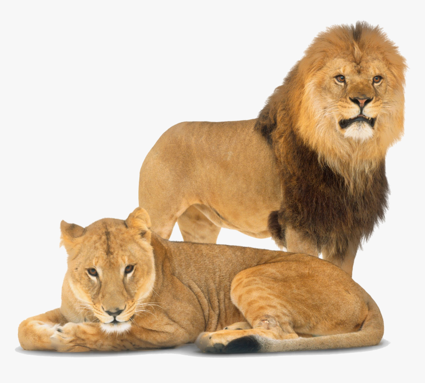 Transparent Lion - Dorling Kindersley Big Cats Book, HD Png Download