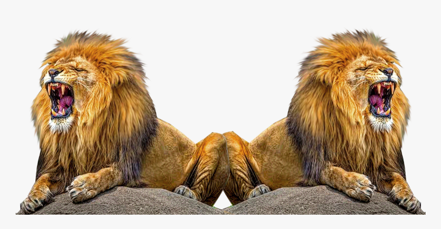 Animals Live In Land, HD Png Download