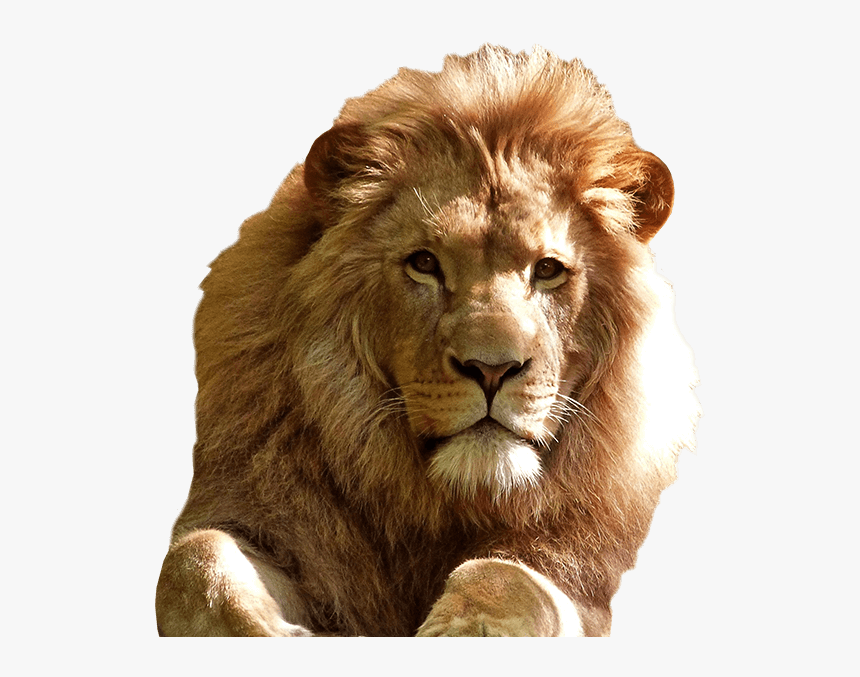 Lion Good Morning Quotes, HD Png Download