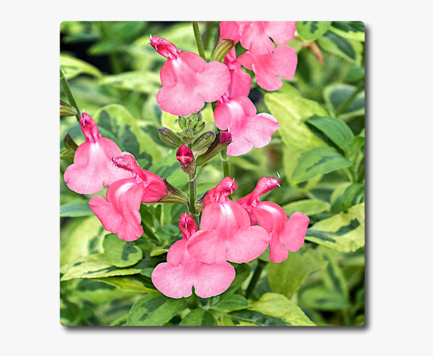 Beardtongue, HD Png Download