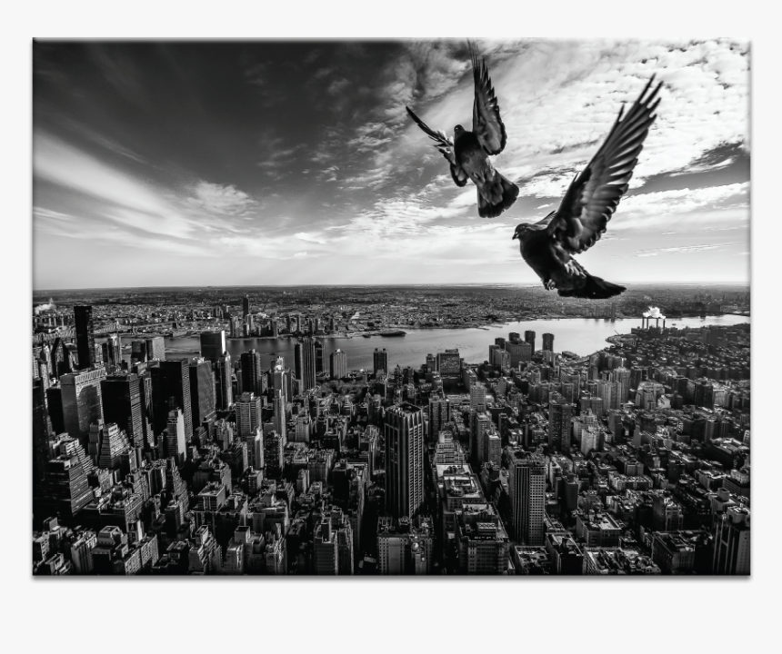 Pigeons On The Empire State Building - Monochrome, HD Png Download