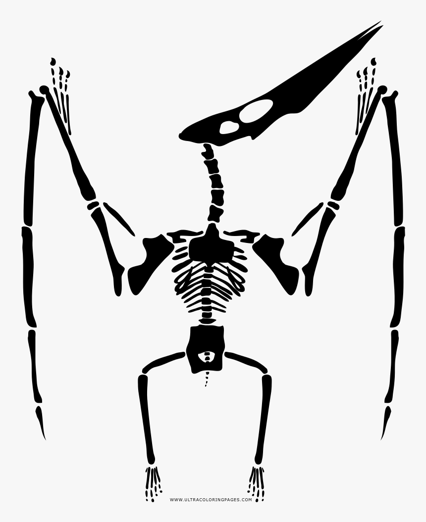 Pterodactyl Skeleton Coloring Page - Desenhar Um Esqueleto De Dinossauro, HD Png Download