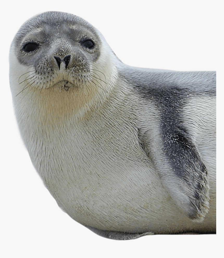 Download Harbor Seal Png Transparent Images Transparent - New Hampshire State Sea Animal, Png Download