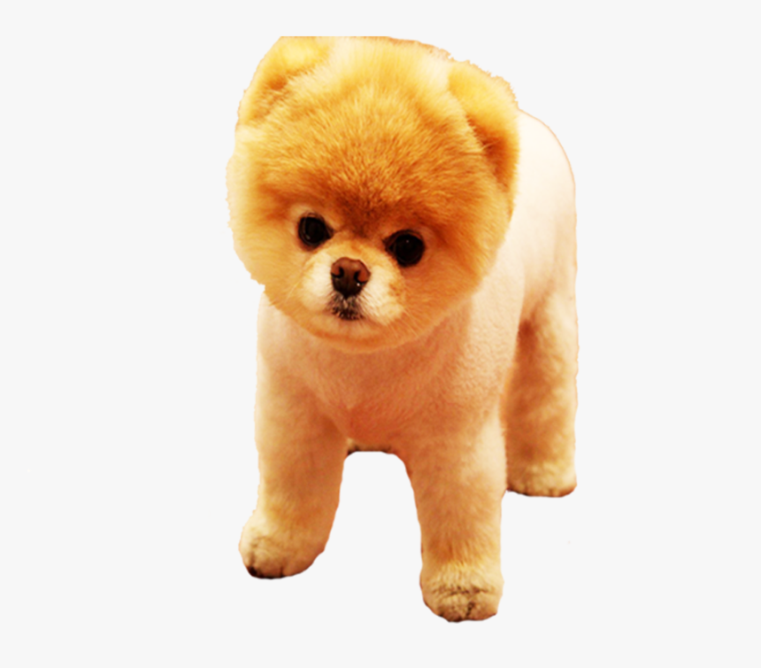 Pomeranian Png, Transparent Png