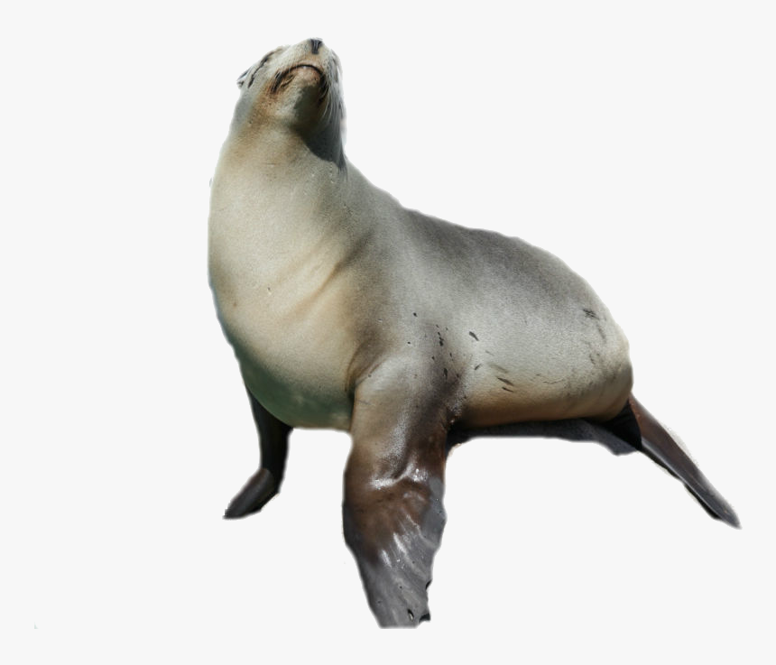Transparent Sea Lion Png, Png Download