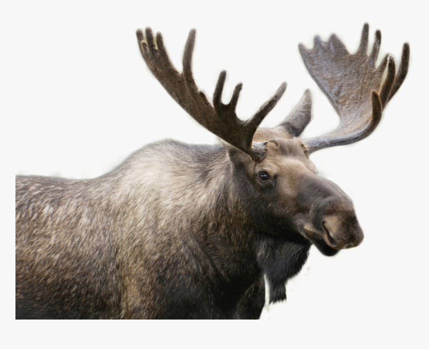 Moose Png Image - Moose In Stowe Vermont, Transparent Png