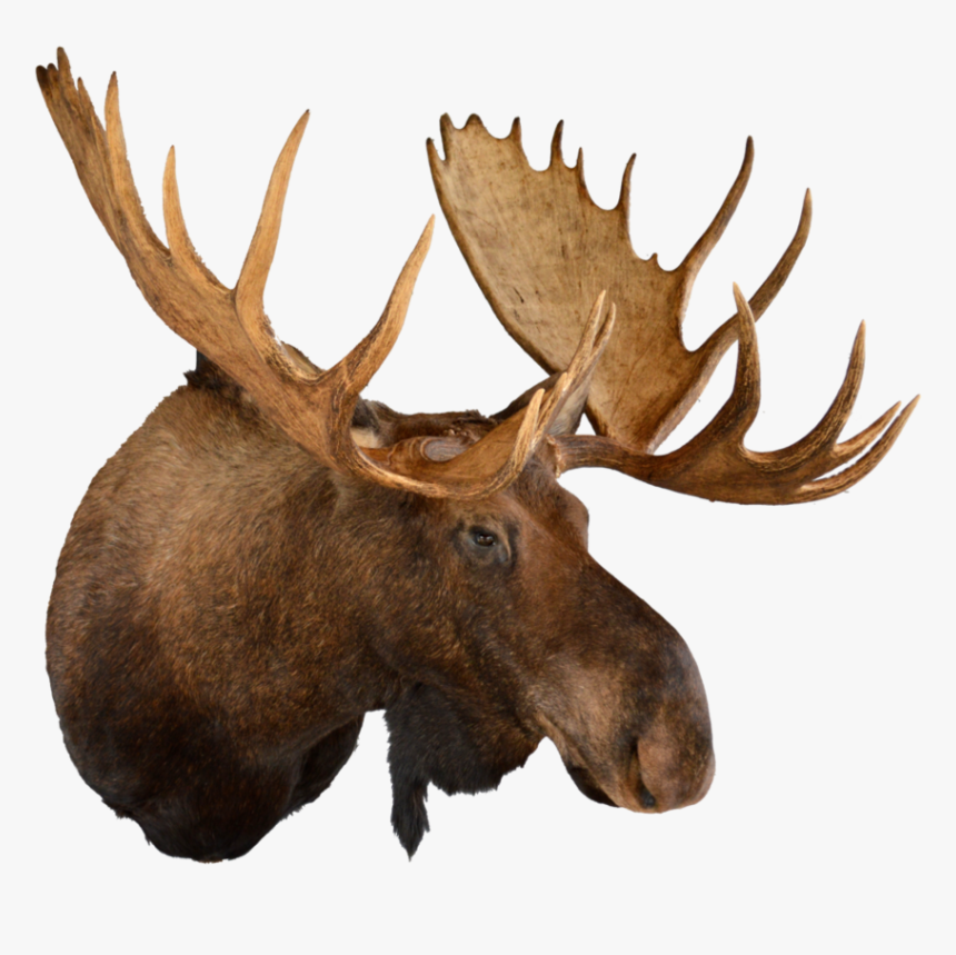 Animal Head Trophy Png, Transparent Png