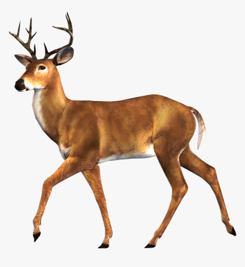 Elk Png Pic - Deer Family Png, Transparent Png