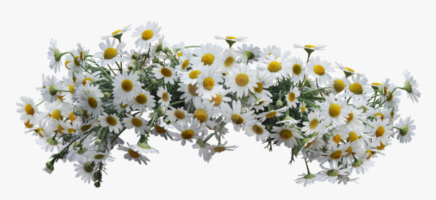 #daisies #flowers #crown #wildflowers #flowercrown - Wreath Daisies Png, Transparent Png