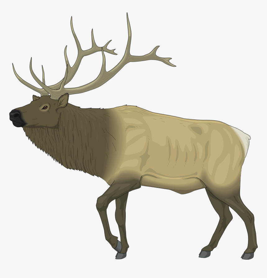 Moose Clipart - Clipart Elk, HD Png Download