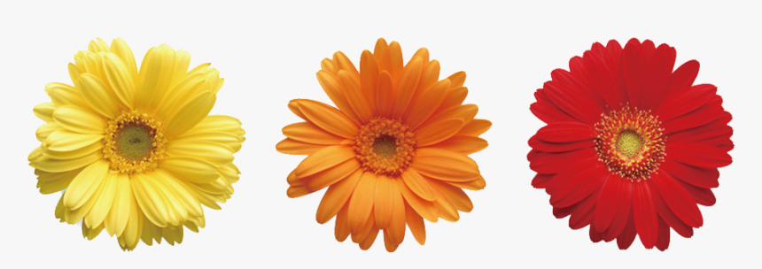 Daisies Png Pic - Flowers And Leaves Of Different Colors, Transparent Png
