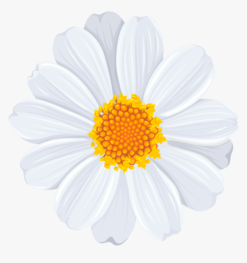 Common Daisy Clip Art, HD Png Download
