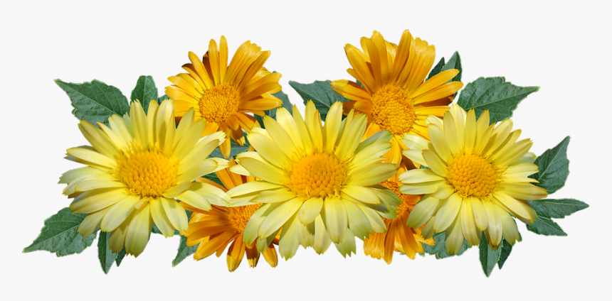 Daisies, Flowers, Yellow, Arrangement, Cut Out - Daisy Yellow Png, Transparent Png
