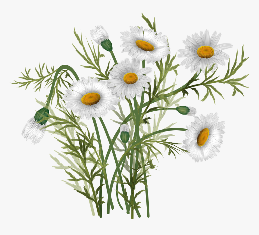 Vector Bouquet Daisies, HD Png Download