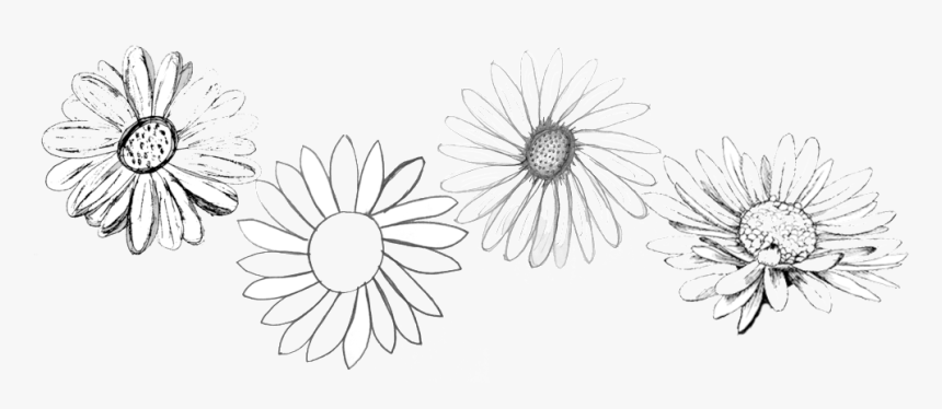 Original Daisies - Chamomile, HD Png Download