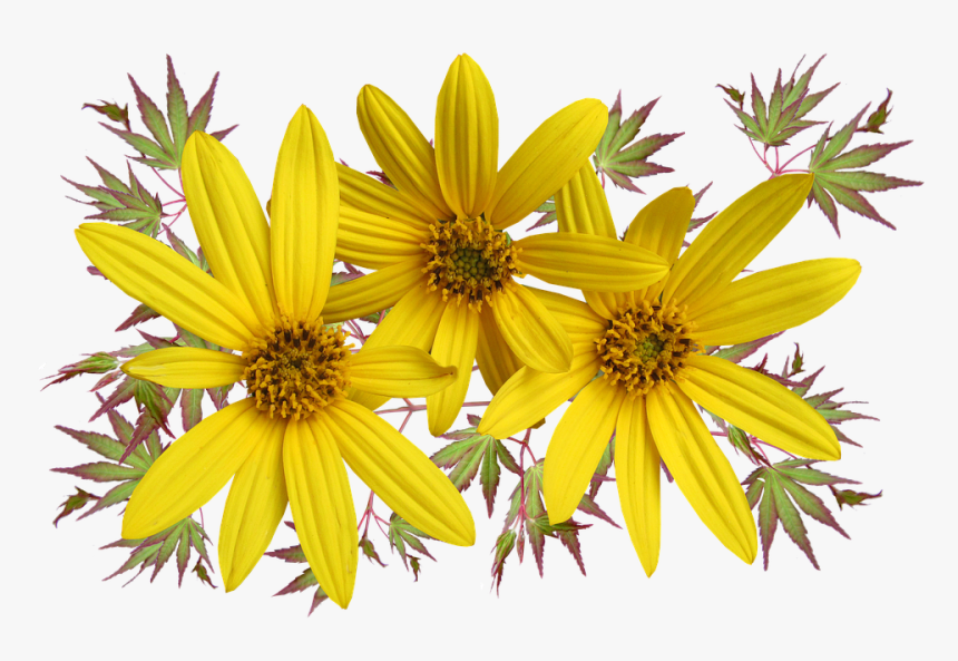 Daisies, Flowers, Leaves, Arrangement - Stokrotki Png Pixabay, Transparent Png