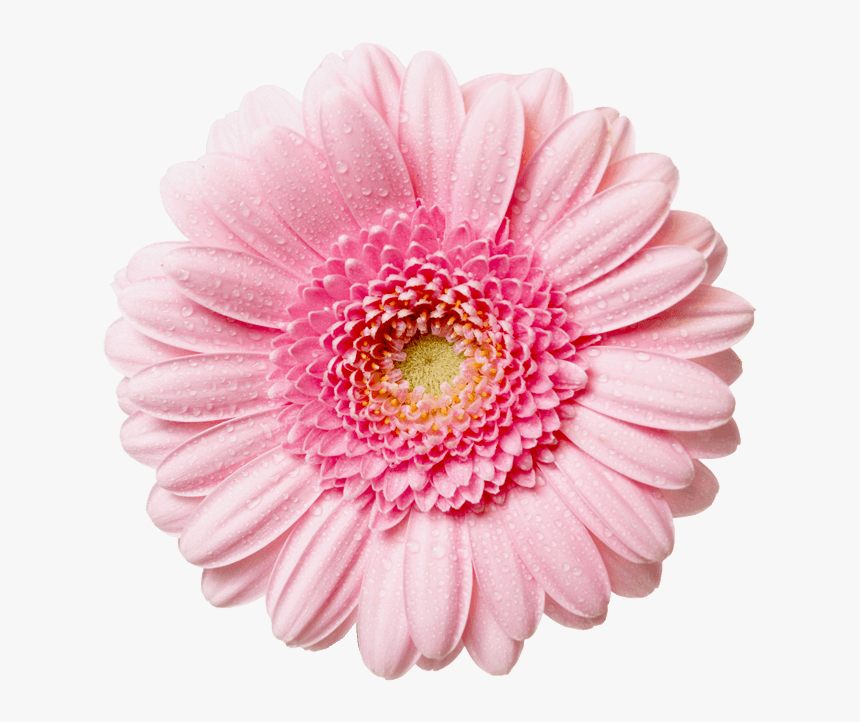 Flower With Transparent Background Clipart - Pink Flower Png, Png Download