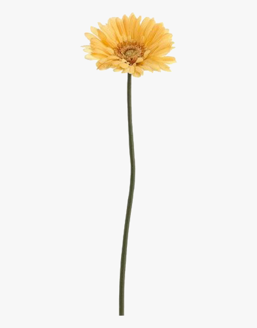 Barberton Daisy, HD Png Download