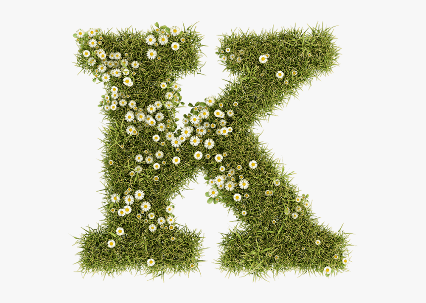 Daisy Font - Grass, HD Png Download