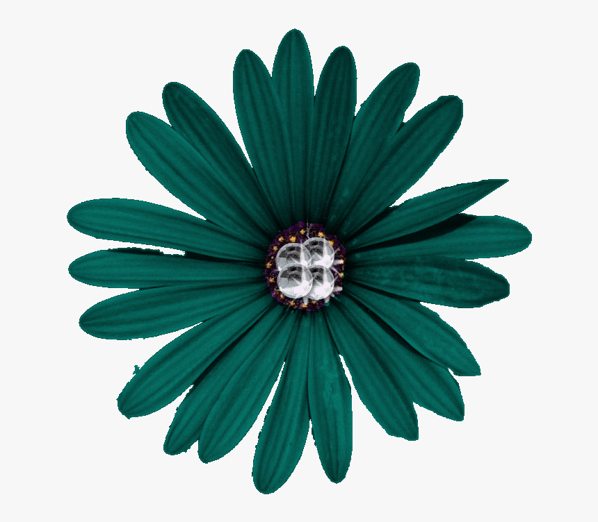 Misc Clipart Daisies - Aurora Flower Png, Transparent Png