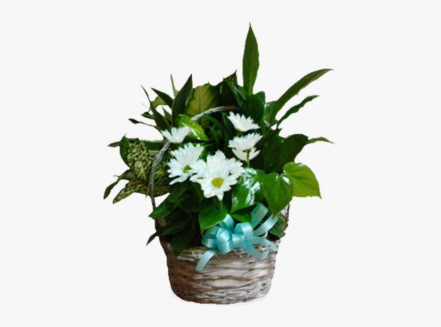 Poinsettia, HD Png Download