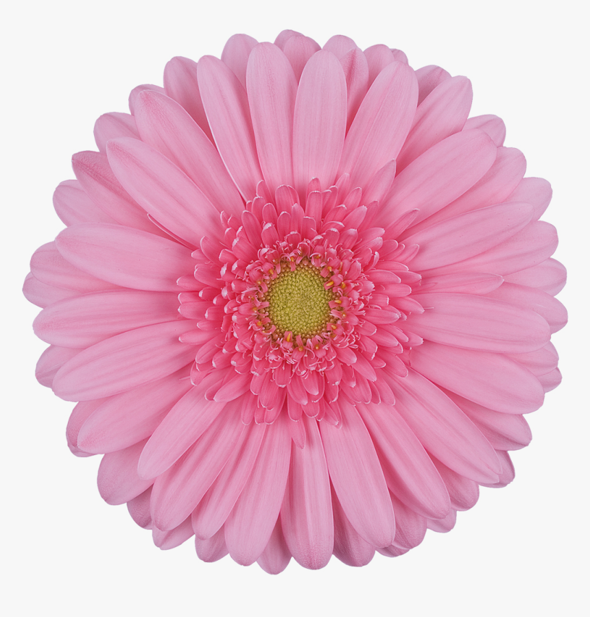 Daisy Gerbera Flowers Png, Transparent Png