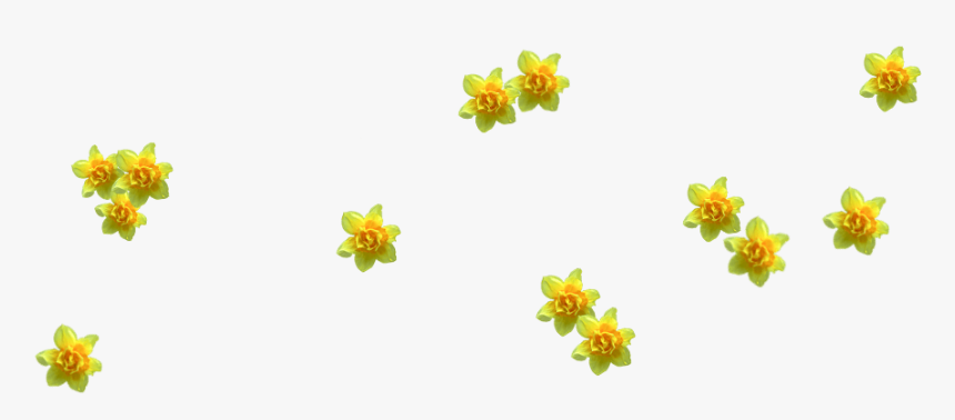 Lily Family, HD Png Download