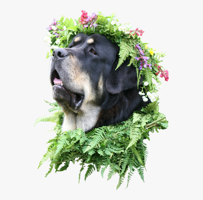 Animaldog With Flower Crown - Pies Z Wiankiem Na Głowie, HD Png Download