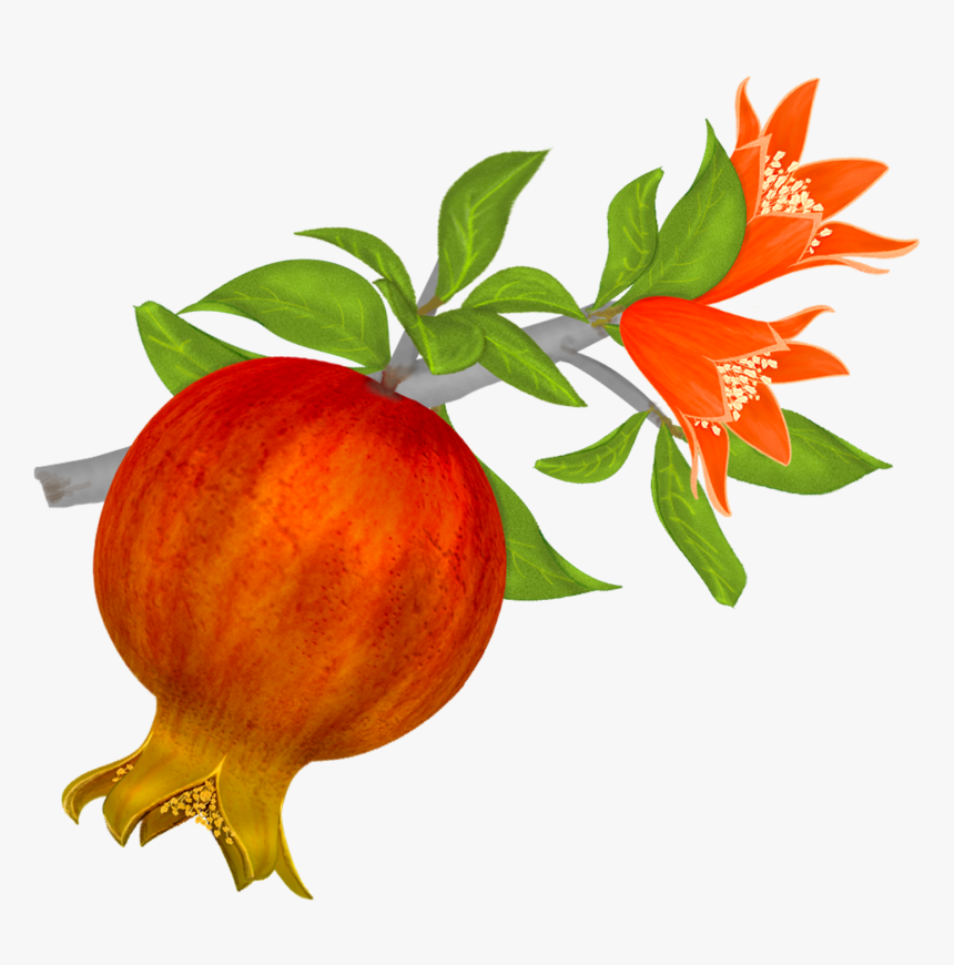 Download Pomegranate Png File - Pomegranate In Clipart, Transparent Png