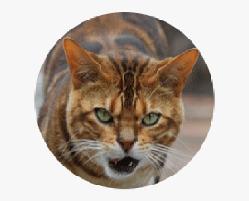 Transparent Tiger Head Png - Domestic Short-haired Cat, Png Download