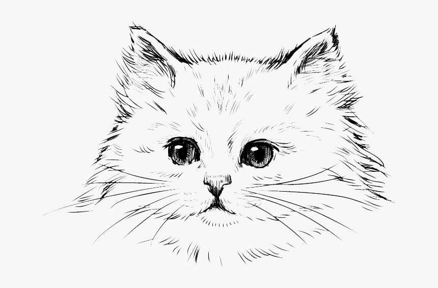 Transparent Persian Cat Png - Kitten Drawing, Png Download