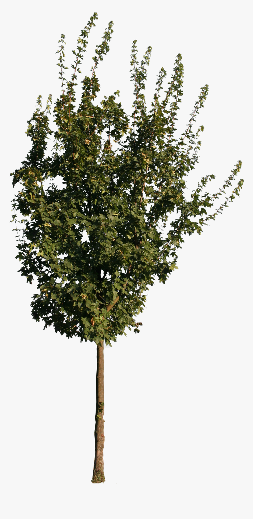 Transparent Maple Leaf Png - Mexican Pinyon, Png Download