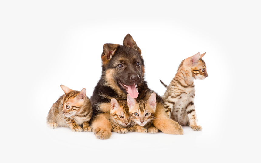 Puppies Dogs And Cats Png, Transparent Png