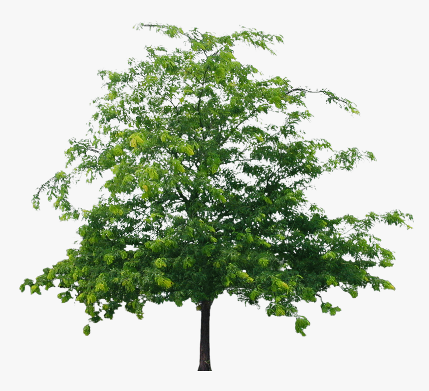 Tree Png File - Png Format Png Flower Tree, Transparent Png