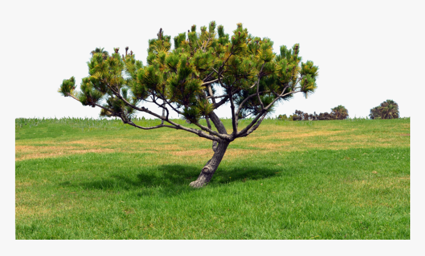 Grass Hill Png - Portable Network Graphics, Transparent Png