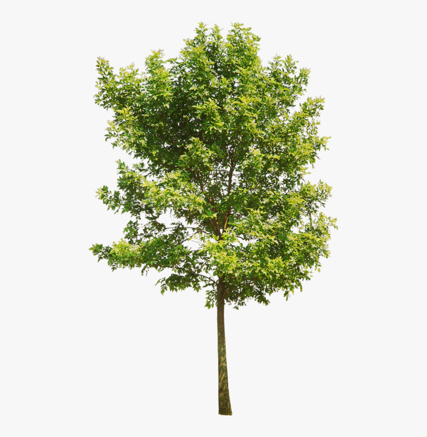 Aspen Tree Png - Trees Png Drawing, Transparent Png