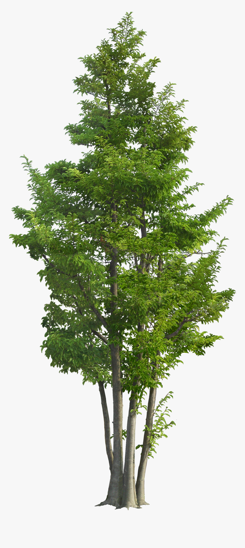 Garden Tree Trees Rotunda Green Ilex Landscape Clipart - Trees And Garden Png, Transparent Png
