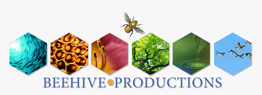 Beehive Banner, HD Png Download