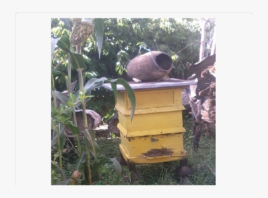 Lymnaeidae, HD Png Download