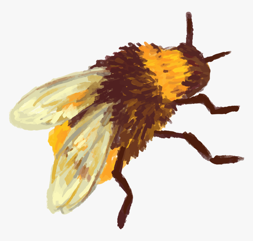 Beehive Vector Bee , Png Download - Honey Bee Beehive Honeycomb, Transparent Png