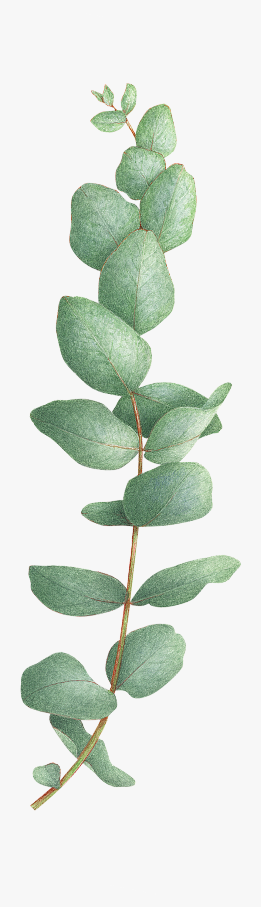 Eucalyptus Tree Png - Eucalyptus Tattoo, Transparent Png