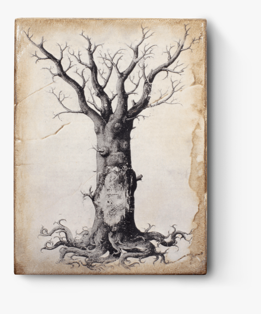 Book Of Symbols Reflections On Archetypal, HD Png Download