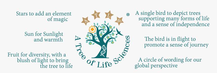 Evolution Of The Tree - Graphic Design, HD Png Download