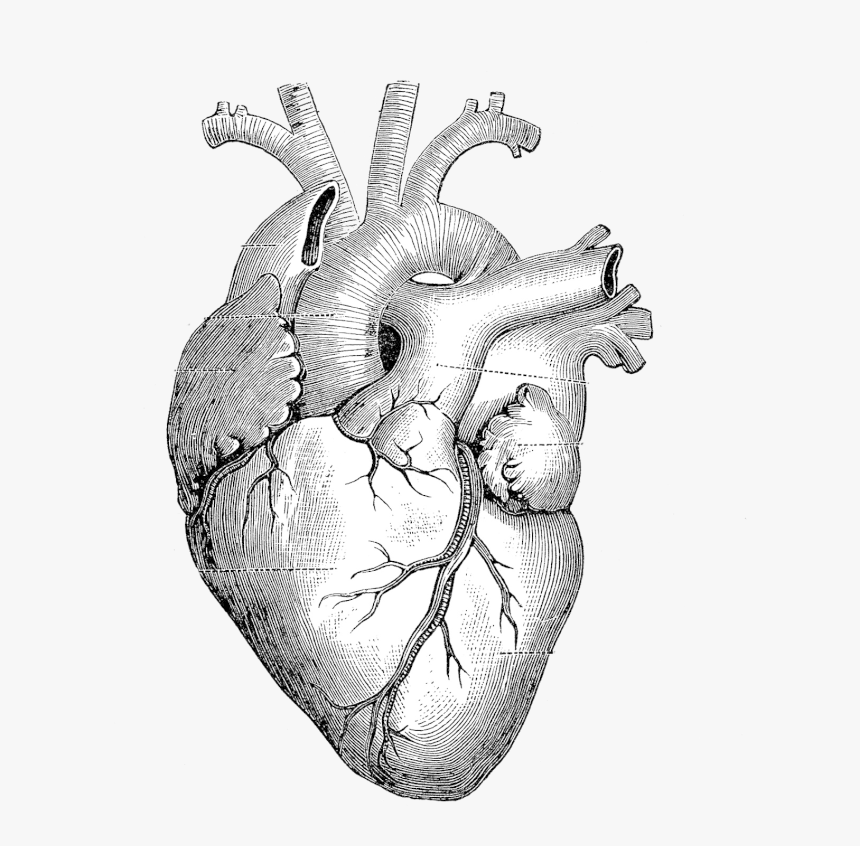 Heart Anatomy Drawing, HD Png Download