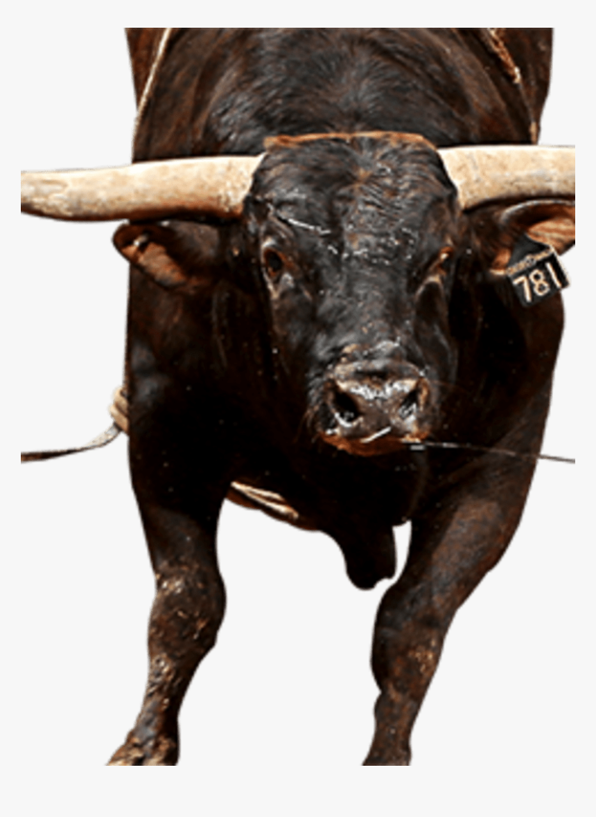 Bull, HD Png Download